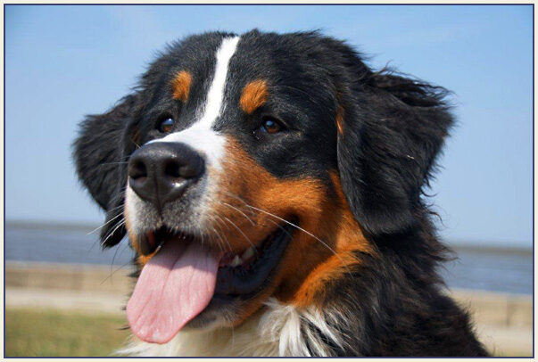 18.07.2014-Dorum-Neufeld-mit-den-Hunden-204